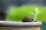 Young Othalanga Sprout Seed Float In Local Jar Stock Photo