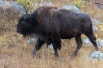 American Bison (bison Bison) Stock Photo