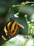 Orange Butterfly - Lycorea Cleobaea Stock Photo