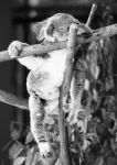 Koala In A Eucalyptus Tree. Black And White Stock Photo