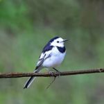 Male White Wagtail Stock Photo