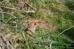 Least Weasel (mustela Nivalis) Stock Photo