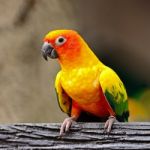 Sun Conure Stock Photo