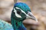 Peacock Face Impressive Stock Photo