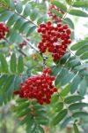 Rowan Tree With Berries Stock Photo