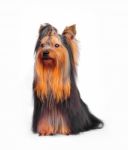 Yorkshire Terrier Stock Photo