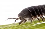 Woodlice Bug Stock Photo