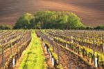 France Vineyard At Summer Time Stock Photo