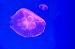 Moon Jellyfish Stock Photo