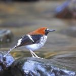 Female Chestnut-naped Forktail Stock Photo