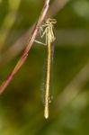 Platycnemis Acutipennis Damselfly Insect Stock Photo