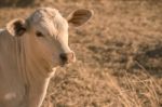 Baby Cow In The Countryside Stock Photo