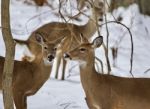 Beautiful Isolated Background With Three Wild Deer In The Snowy Forest Stock Photo