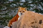 Red Fox In Her Winter Coat Stock Photo