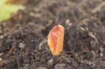 Dry Leaves On Soil Stock Photo