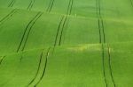 Green Grass On Wavy Field Stock Photo