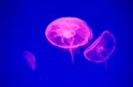 Moon Jellyfish Stock Photo