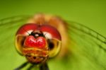 Dragonfly Stock Photo