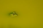 Indian Pond Frog Stock Photo