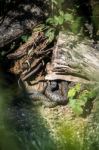 Common European Adder (vipera Berus) Stock Photo