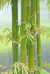 Green Bamboo Stock Photo