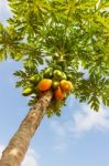 Papaya Tree Stock Photo