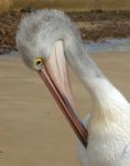 Pelican Stock Photo