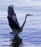 Beautiful Image With A Great Blue Heron Ready To Take Off Stock Photo