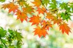 Maple In Autumn In Korea Stock Photo