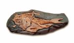 Fossil Of Ancient Fish Stock Photo