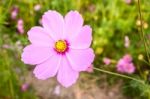 Pink Cosmos Flower Close Up Stock Photo