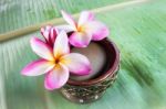 Beutiful Pink White And Yellow Flowers Plumeria Or Frangipani On Stock Photo