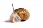 Snail On White Stock Photo