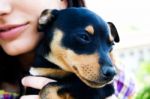 Pinscher Dog Stock Photo