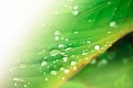 Close Up Of Water Drop On Green Leaf Tree Stock Photo