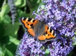 Small Tortoiseshell (aglais Urticae) Feeding Stock Photo