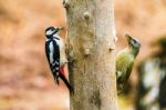 Great Spotted And Gray-headed Woodpeckers In A Spring Forest Stock Photo