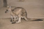 Kangaroo Outside Stock Photo