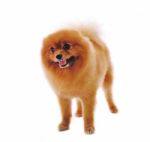 Pomeranian Spitz Dog Stock Photo