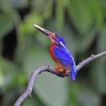 Male Blue-eared Kingfisher Stock Photo