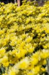 Yellow Chrysanthemum Flowers Garden Stock Photo