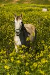 White Horse On A Landscape Field Of Yellow Flowers Stock Photo