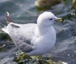 Beautiful Background With A Ring-billed Gull Stock Photo