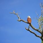 Brahminy Kite Stock Photo