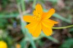 
Cosmos Beautiful Yellow Flowers. Bloom Flourish Bloom Colors Co Stock Photo