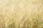 Wheat Field Stock Photo