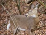 Beautiful Background With A Deer Looking Aside Stock Photo