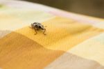 Little Brown Weevil Close Up Stock Photo