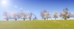 Flowering Trees In The Sun Stock Photo