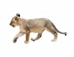 Baby Lion Isolated Stock Photo